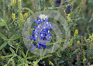 Bluebonnet in full bloom in Ennis, Texas photo