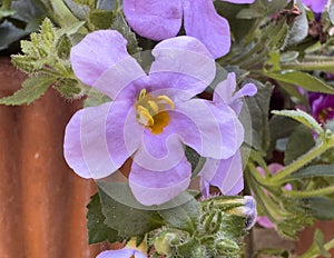 Closeup view of a light purple Bacopa Bloom, Sutera cordata, in the City of Montepulciano in Italy. photo