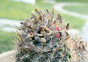 Closeup view of a Texas nipple cactus photo