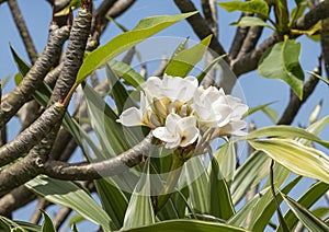 Closeup view small plumeria tree with white blossoms on the Big Island, Hawaii.