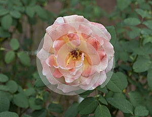 White, pink and orange hybrid tea rose bloom at the rose garden of the Dallas Arboretum in Texas.