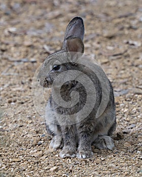 Eastern cottontail, Sylvilagus floridanus, sitting on graveled area outside a hospital in Richardson, Texas.