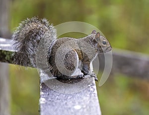 Eastern gray squirrel perched on the top rail of the boardwalk in the Corkscrew Swamp Sanctuary near Naples, Florida.a photo