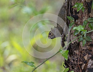 Eastern gray squirrel, binomial name Sciurus carolinensis in a tree in the Corkscrew Swamp Sanctuary near Naples, Florida. photo