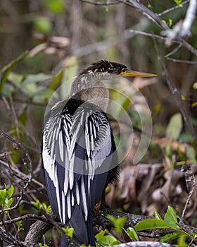 Female anhinga sitting in the trees next to Shark Valley Trail in the Everglades National Park in Florida.