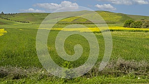 Fields of mustard plants and wheat alongside the road in Morocco. photo