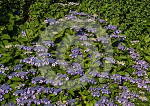 Bigleaf hydrangea in Falmouth, Cape Cod, Massachusetts.