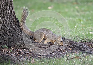Fox squirrel on tree root, eating a nut, Dallas, Texas