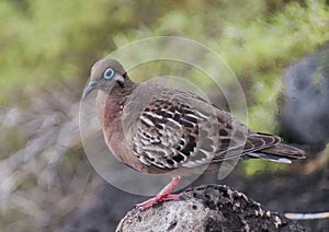 Galapagos dove perched on a rock on Santa Cruz Island in the Galapagos, Ecuador.