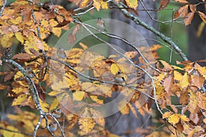 Group of brambling on a branch of tree