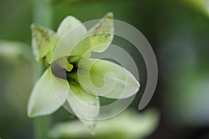 Heartleaf lily taken outdoors in japan photo