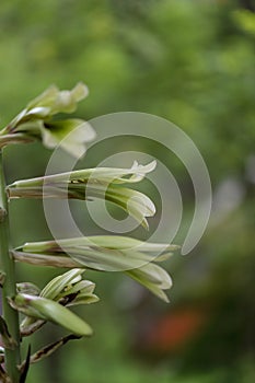 Heartleaf lily taken outdoors in japan photo