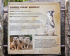 Information plaque for the slender-tailed meerkat at the Dallas Zoo in Texas.