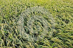 Japanese rice field in autumn