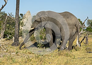 Large African bush elephant eating fruit from the ground that fell from the adjacent Hyphaene petersiana palm tree. photo