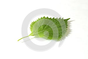 A leaf of green shiso in a white background