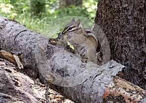 Chipmunk sitting on a log along Royal Elk Trail to Beaver Lake in Beaver Creek, Colorado. photo