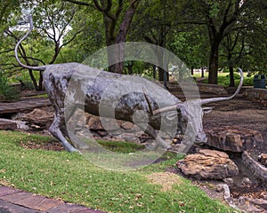 Longhorn Steer bronze sculpture by Anita Pauwels, part of  a public art installation titled `Cattle Drive` in Central Park