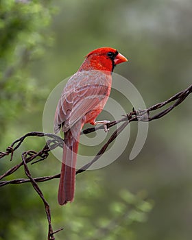 Male northern cardinal on barbed wire at the La Lomita Bird and Wildlife Photography Ranch in Uvalde, Texas.