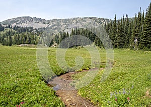 Pictured is a meadow in Mount Rainier National Park, Washington