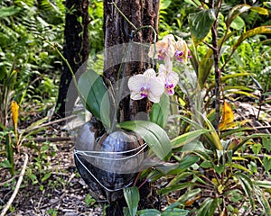 Moon Orchid, Phalaenopsis aphrodite, in a coconut planter on the Island of Maui, Hawaii.