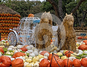 Multicolored pumpkins and two straw horses pulling a white carriage at the Dallas Arboretum in Texas.