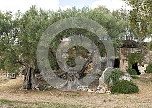 La Chiesa di San Giovanni, Parco Rupestre Lama D`Antico photo