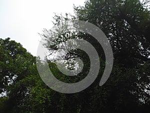 Pictured by pandey 2019-2