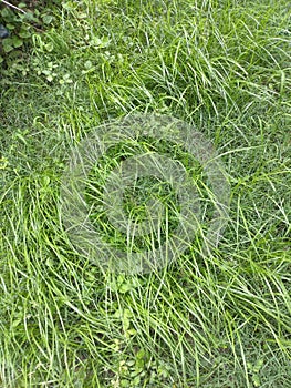 Pictured by pandey 2019-2