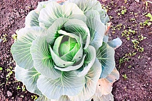 Harvesting cabbage. in the hands of white cabbage