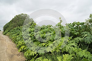 Poisonous plant cow parsnip Sosnowski