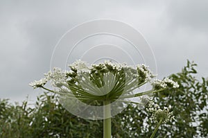 Poisonous plant cow parsnip Sosnowski photo