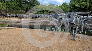 Portion of bronze steer sculpture in Pioneer Plaza in Dallas, Texas.