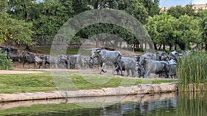 Portion of bronze steer sculpture in Pioneer Plaza in Dallas, Texas.