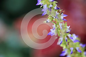 Purple flower of coleus in bloom photo