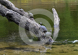 Red-eared pond slider turtles on a log enjoying the sun in a river in Watercrest Park, Dallas, Texas