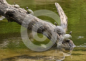 Red-eared pond slider turtles on a log enjoying the sun in a river in Watercrest Park, Dallas, Texas