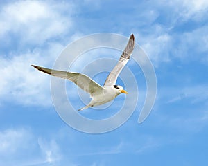 Royal tern, binomial name Thalasseus maximus, flying in a blue sky with white clouds over Chokoloskee Bay in Florida. photo
