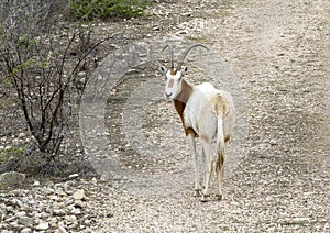 Scimitar oryx from the highway near Transitions Wildlife Photography Ranch near Uvalde, Texas. photo