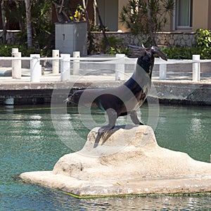 Sea lion posing, Puerto Aventuras, Mexico photo
