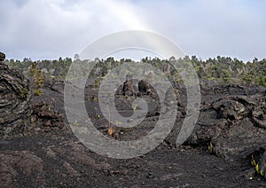Pictured are several trees that were completely encased by lava flow on the Big Island, Hawaii.