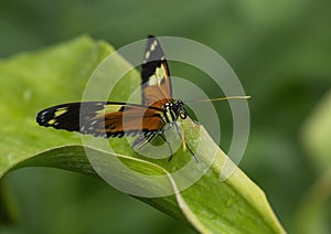 Heliconius hecale perched on a leaf in the butterfly garden of the Fort Worth Botanic Gardens.