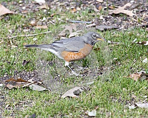 Side view of a female American robin standing in grass in Dallas, Texas