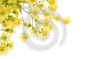 Solidaster in a white background