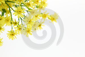 Solidaster in a white background