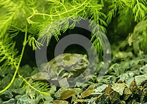 Telmatobius culeus, commonly known as the Titicaca water frog, underwater at the Dallas City Zoo. photo