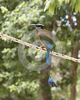 Turquoise-browed marmot, perched on a rope line photo