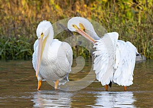 Two American white pelican standing in Sunset Bay at White Rock Lake in Dallas, Texas.