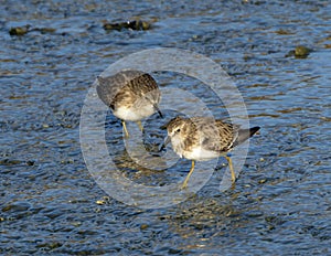 Two least sandpipers foraging for food in shallow water below the main spillway of White Rock Lake in Dallas.