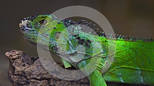 Pictured is a very beautiful chameleon in nature in the tropics.